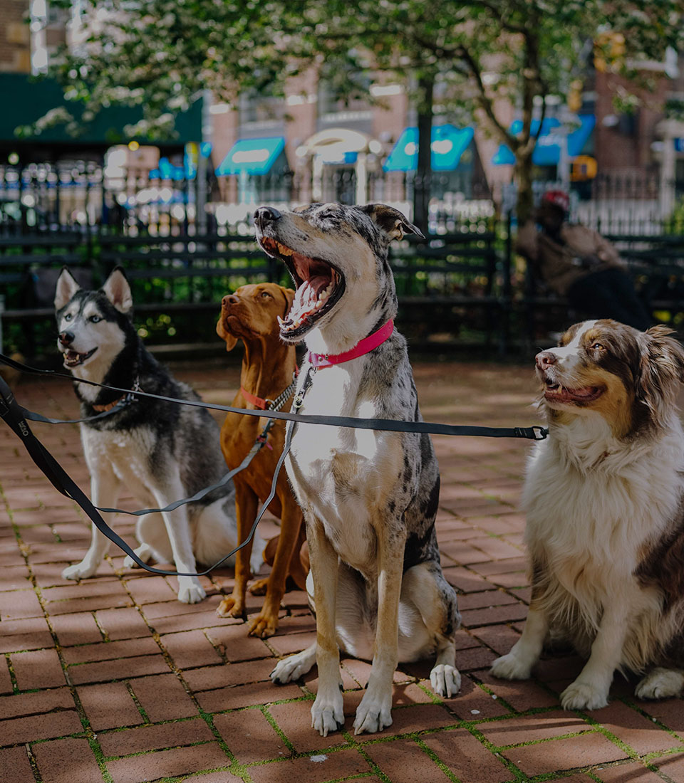 dog_vacay